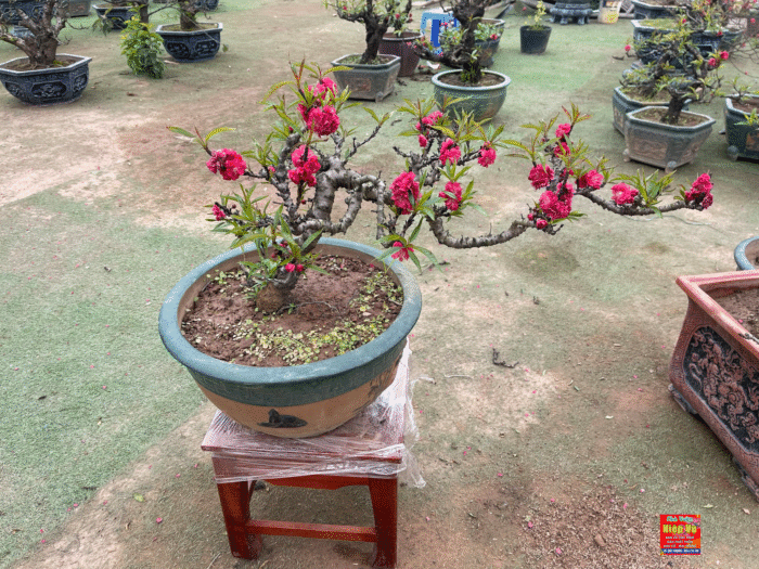 Cây đào thất bại là gì?