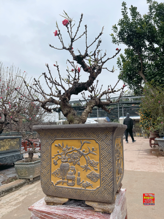 Đào thất thốn chơi Tết sang