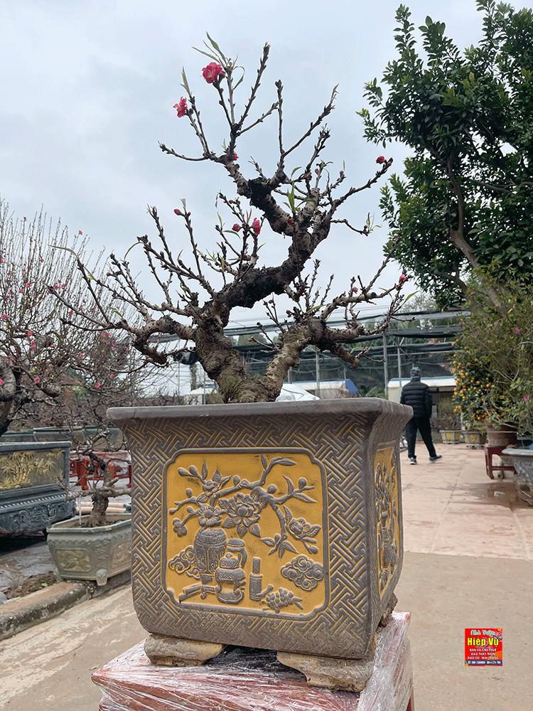 Đào thất thốn chơi Tết sang