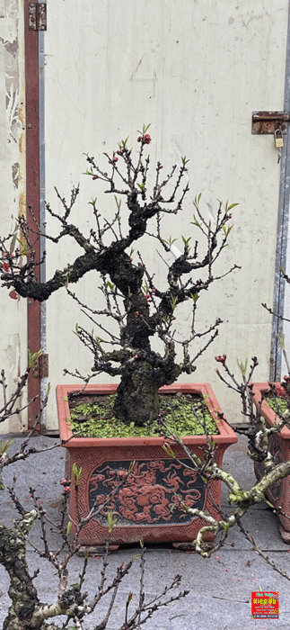 Đào thất thốn cổ