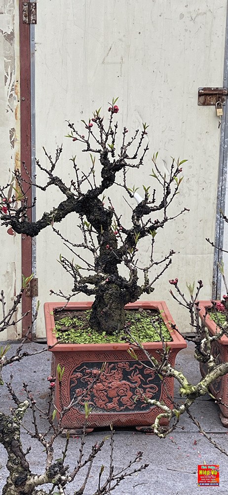 Đào thất thốn cổ