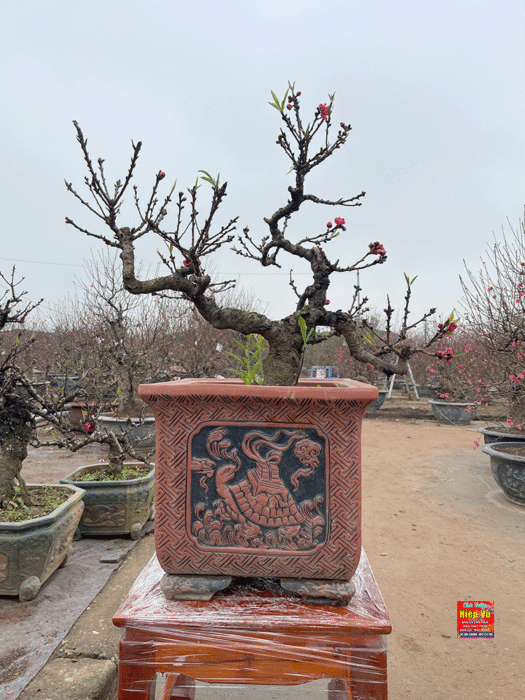 Thưởng xuân cùng đào Thất Thốn – Chạm vào ký ức Hà Nội xưa