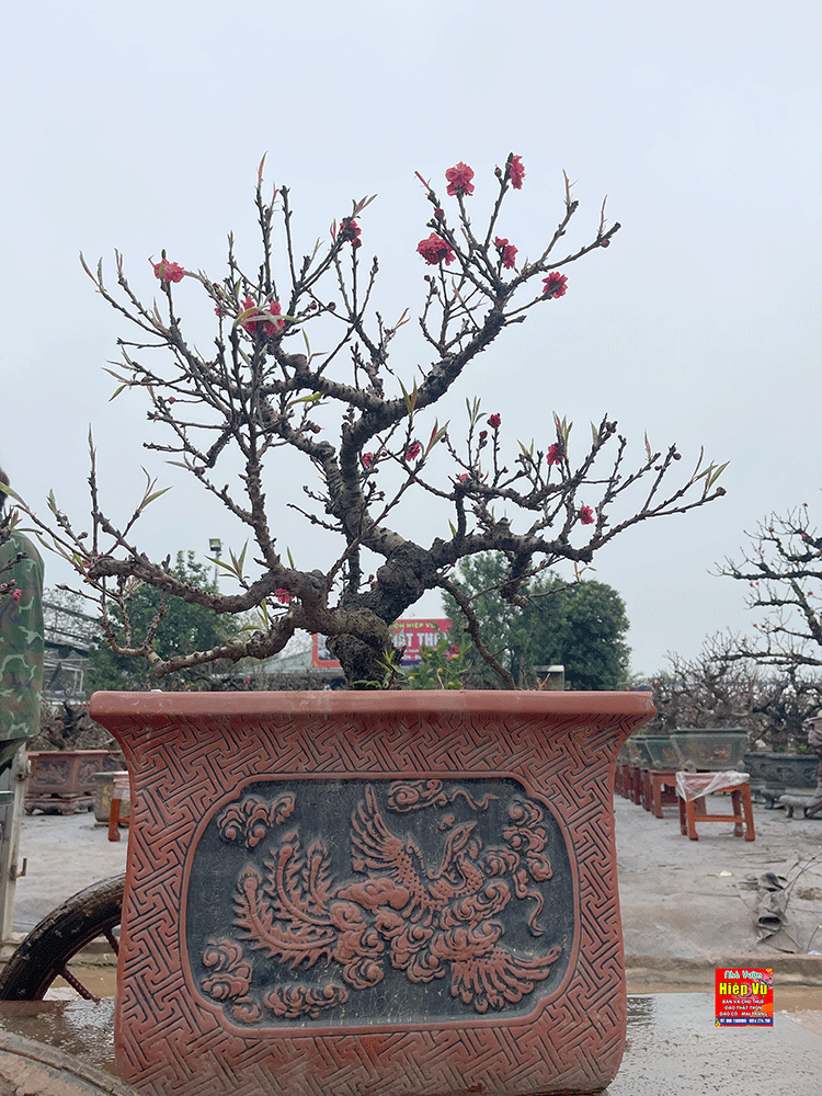 Đào thất thốn dáng thế đẹp