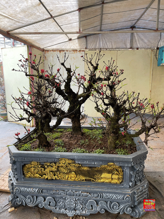 Vườn Đào Hiệp Vụ