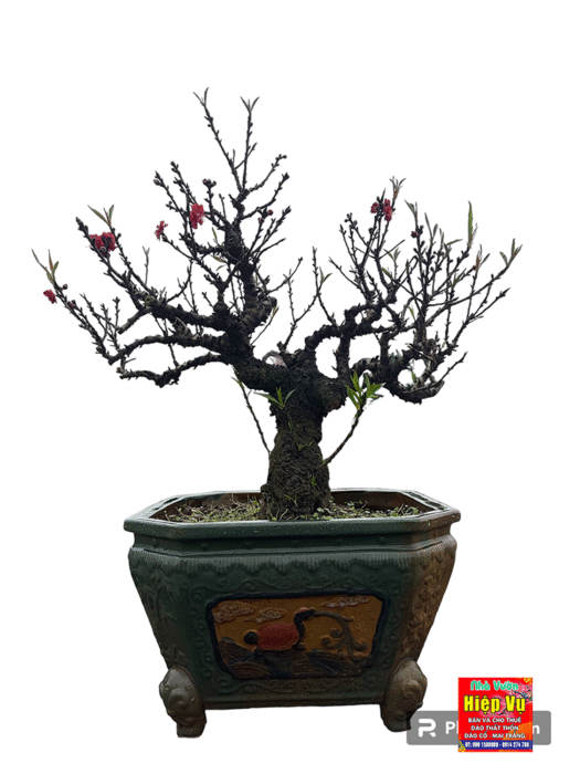 Đào Thất Thốn – vẻ đẹp cổ phong còn bỏ lại giữa nhịp sống hiện đại