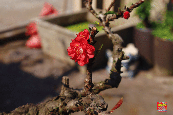 CÁCH TƯỚI VÀ CHĂM ĐÀO THẤT THỐN NGÀY TẾT