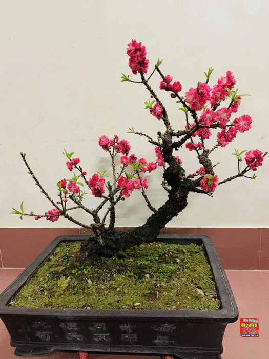 Vẻ đẹp trầm mặc và kiêu hãnh của đào Thất Thốn