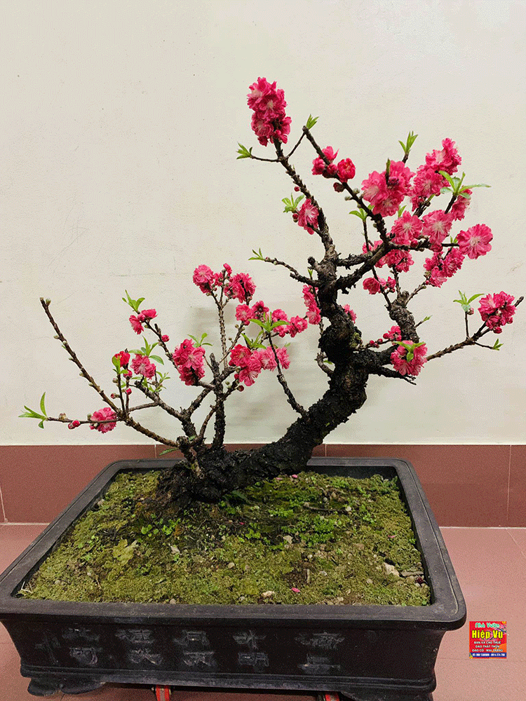 Vẻ đẹp trầm mặc và kiêu hãnh của đào Thất Thốn