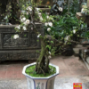 Nhị mai dáng Bonsai NM12