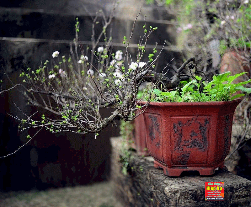 Nhị mai dáng Bonsai NM24