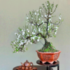 Nhị mai dáng Bonsai NM27