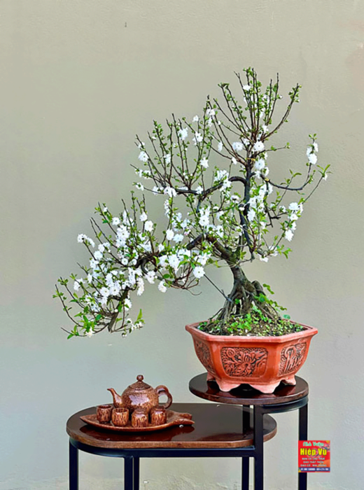 Nhị mai dáng Bonsai NM27