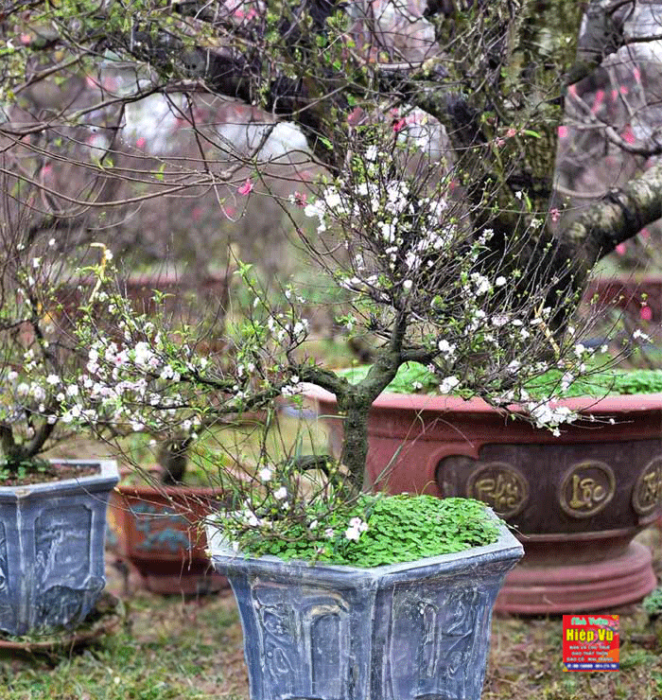 Nhị mai dáng Bonsai NM30