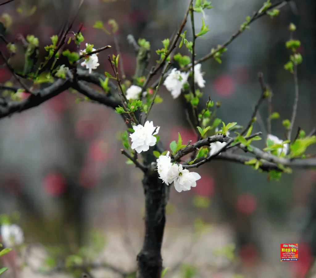 Nhị mai dáng Bonsai