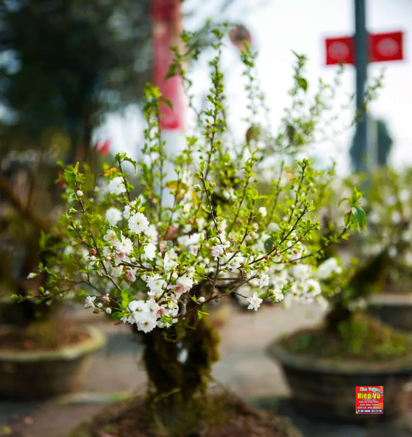 Nhị mai dáng Bonsai NM33