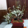 Nhị mai dáng Bonsai NM35