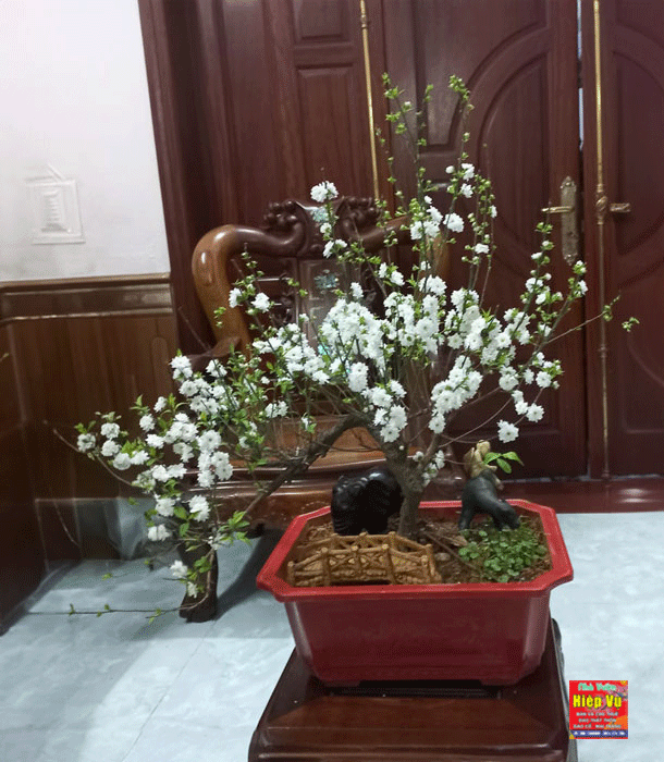 Nhị mai dáng Bonsai NM35