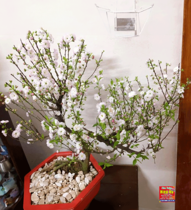 Nhị mai dáng Bonsai NM38