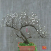 Nhị mai dáng Bonsai NM39