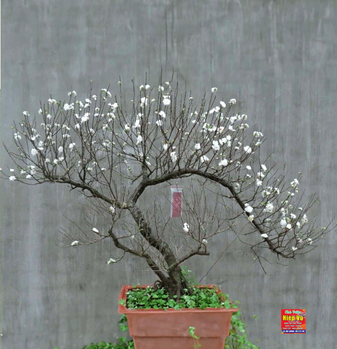 Nhị mai dáng Bonsai NM39