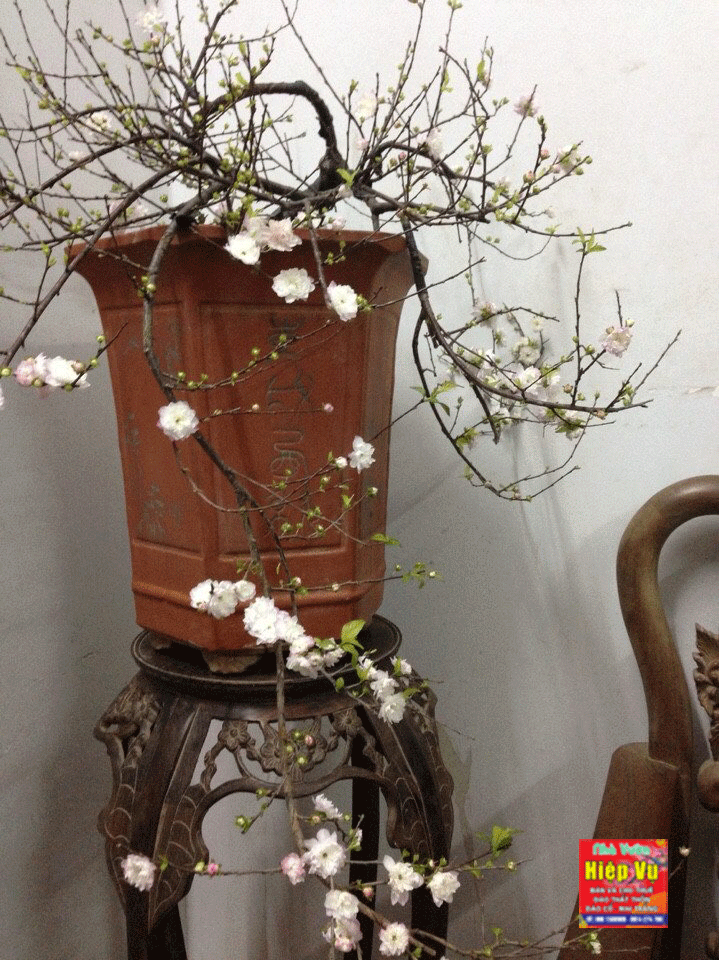 Nhị mai dáng Bonsai NM47