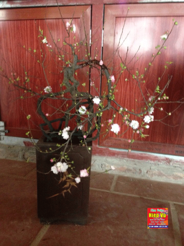 Nhị mai dáng Bonsai NM48