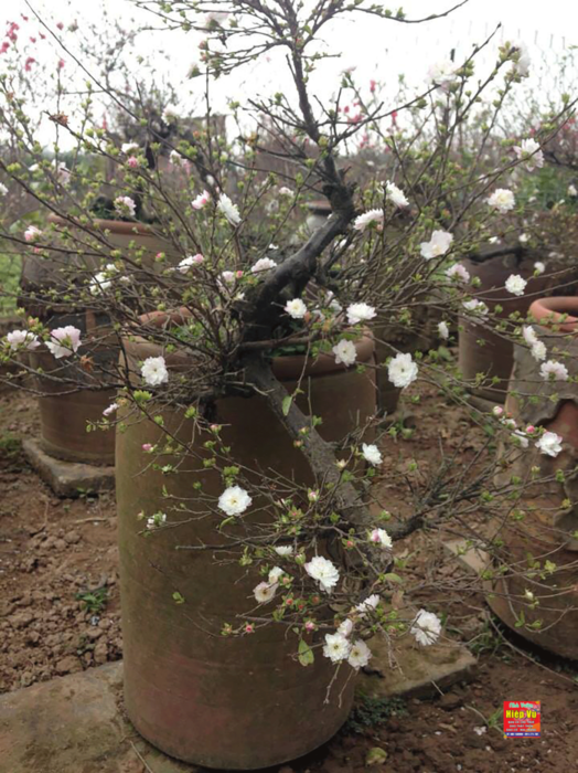 Nhị mai dáng Bonsai NM50