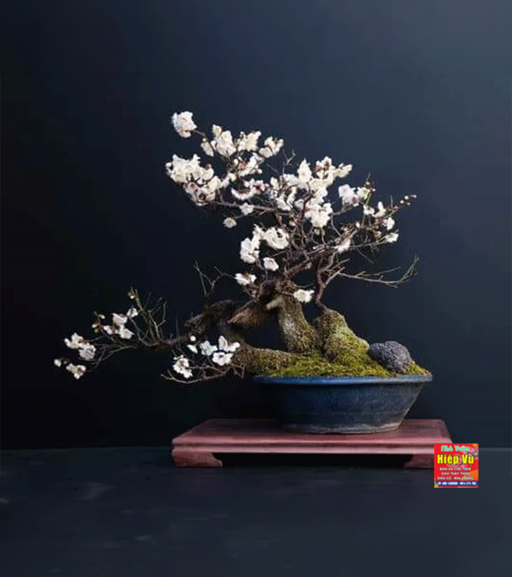 Nhị mai dáng Bonsai NM51