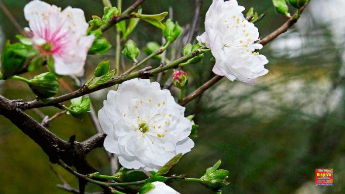 Nhị mai dáng Bonsai NM52