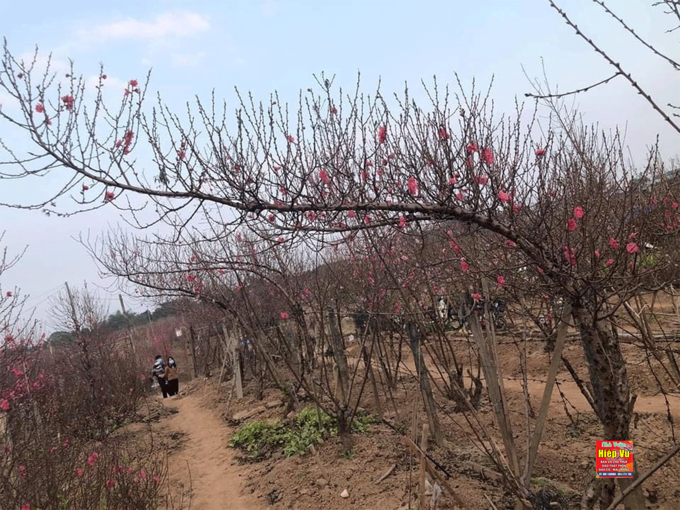 Đào dáng huyền Hiệp Vụ