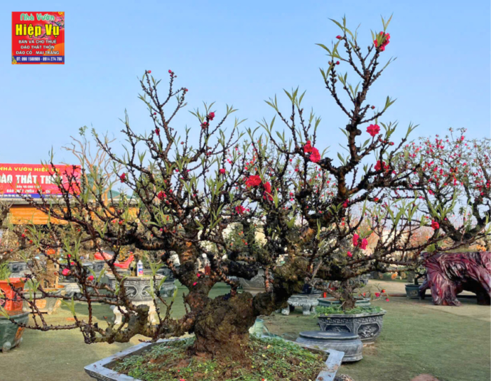 đào thất thốn